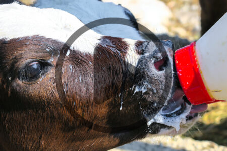 Bottle Feeding Livestock Image